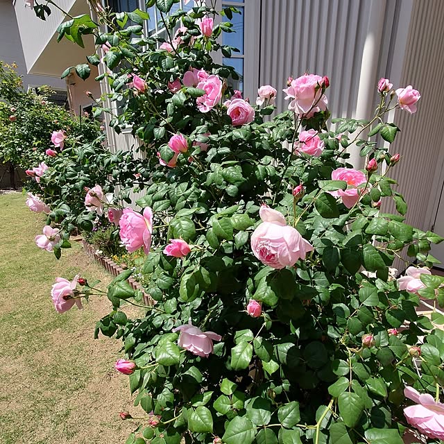 fleur-mamanさんの部屋