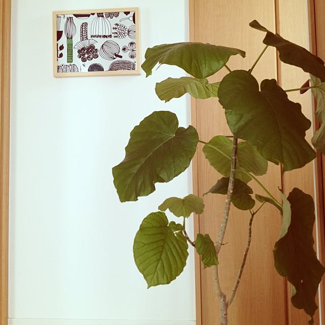 maさんの実例写真