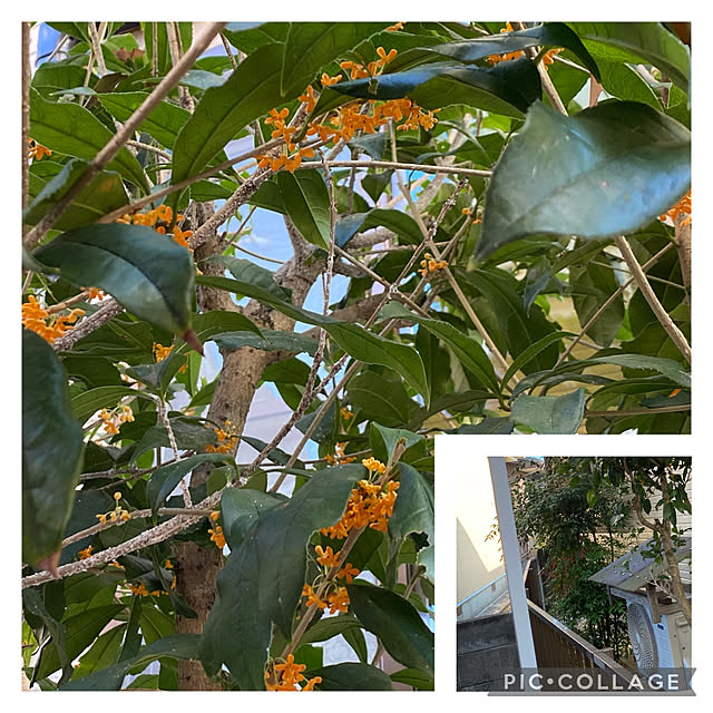 chIoeさんの部屋