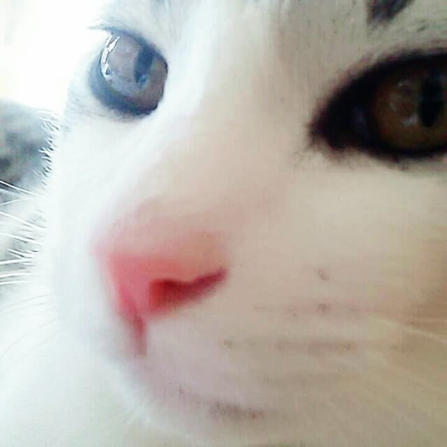 syungikuさんの実例写真