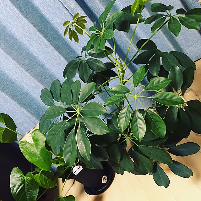 uchida_1202さんの実例写真