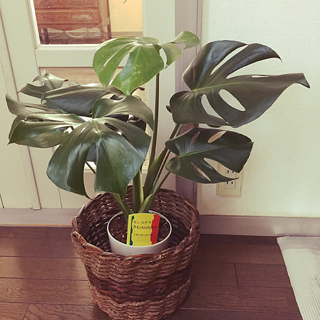 Masatoshiさんの実例写真