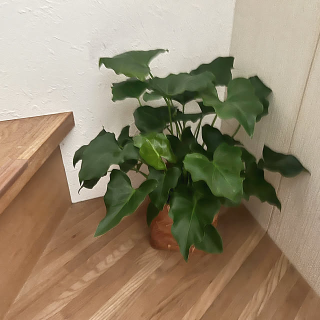 rookuさんの部屋