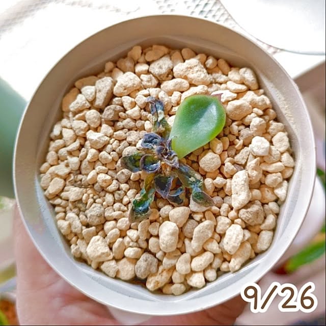 mi-saさんの部屋