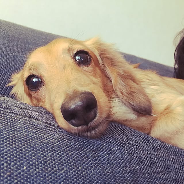 junpopoさんの実例写真