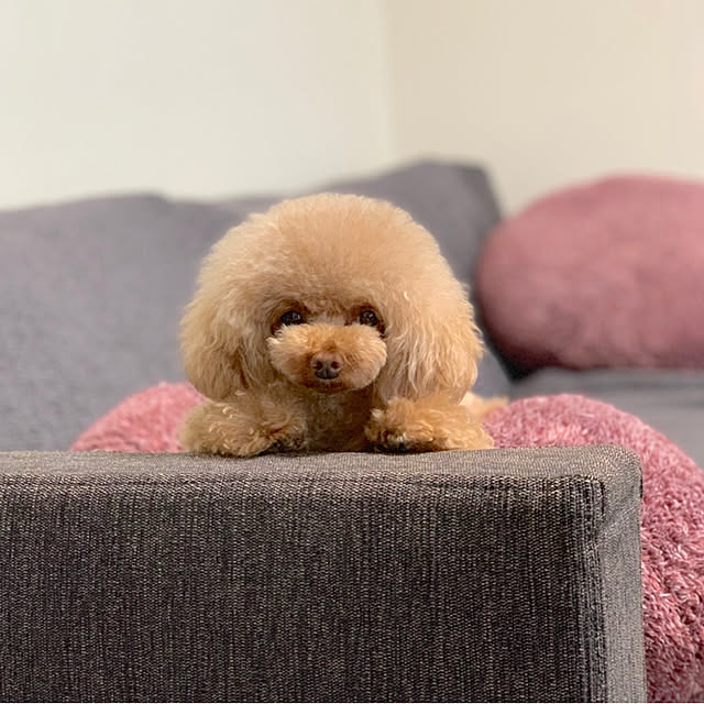 petit.elmopucciさんの実例写真