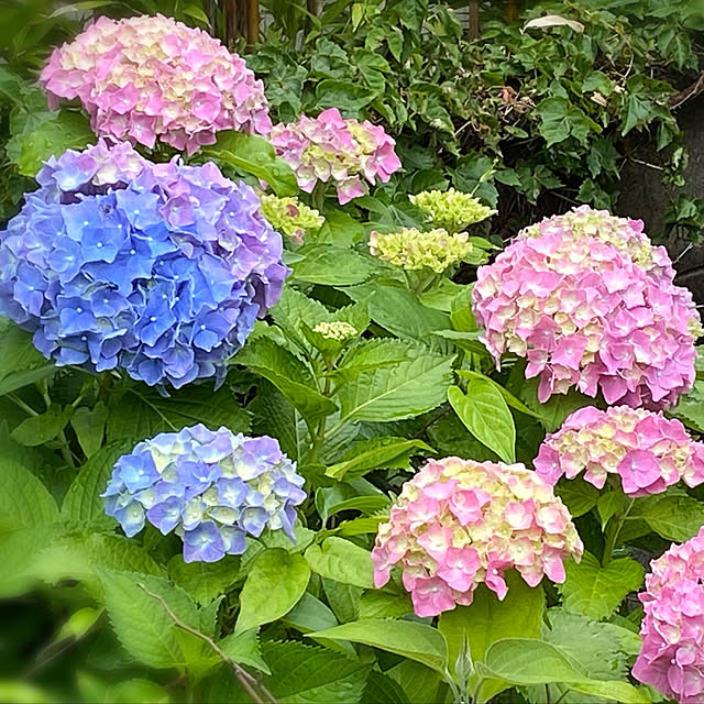 dongulikololinkoさんの実例写真