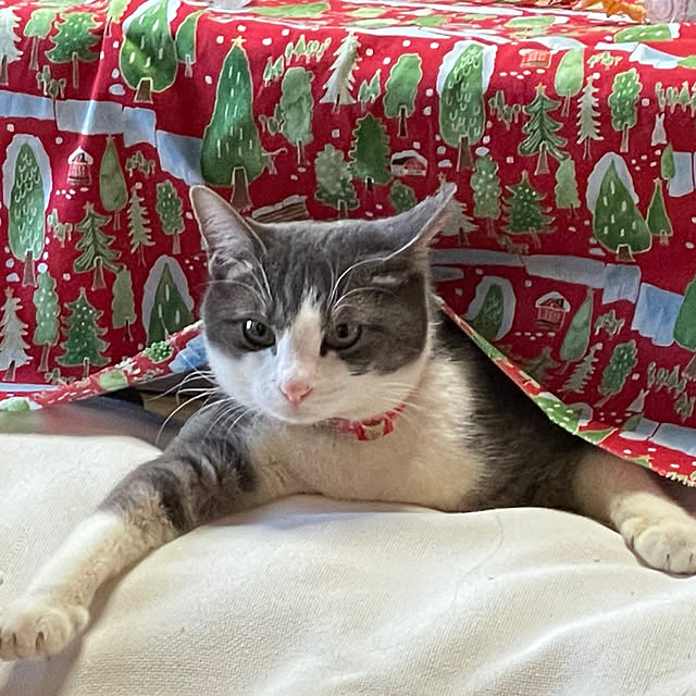 nekosamaさんの部屋