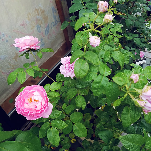 mimi828さんの実例写真