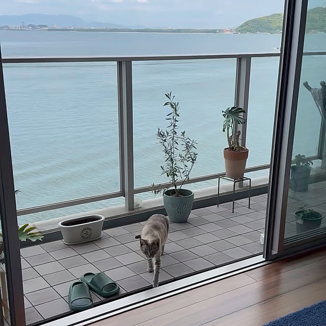 amさんの実例写真