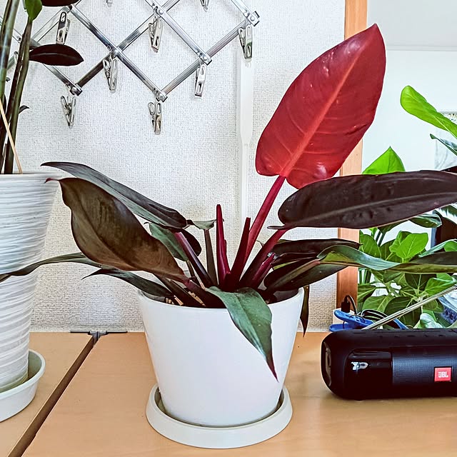 hanachanさんの実例写真