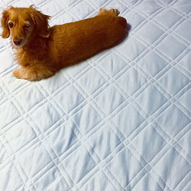 sakuさんの実例写真