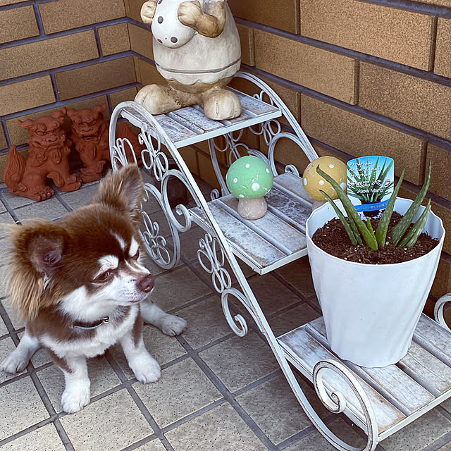 chIoeさんの実例写真
