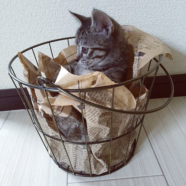 shituraeさんの実例写真