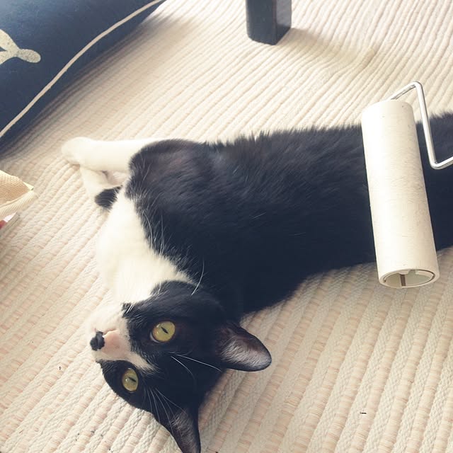 Kinanさんの実例写真