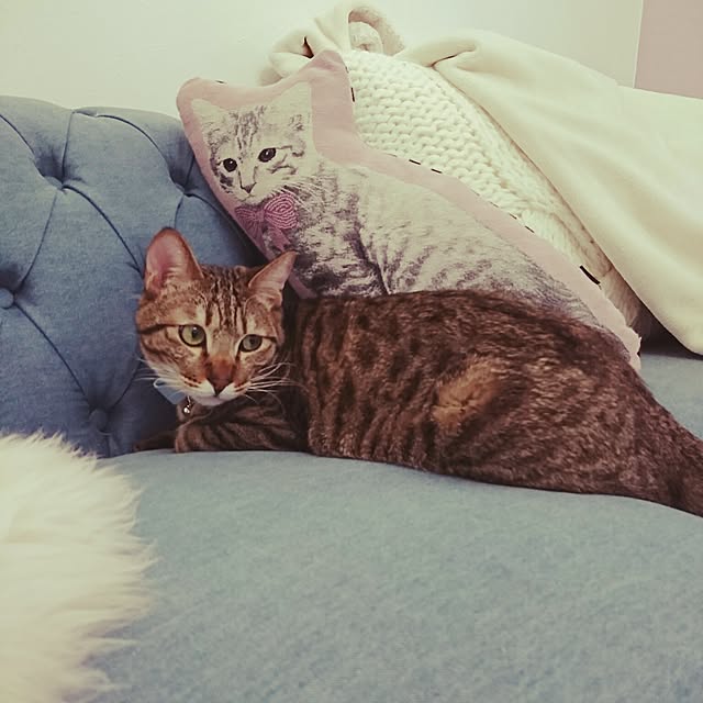 poniさんの実例写真