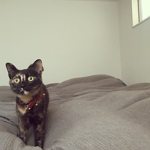 Hanaさんの実例写真