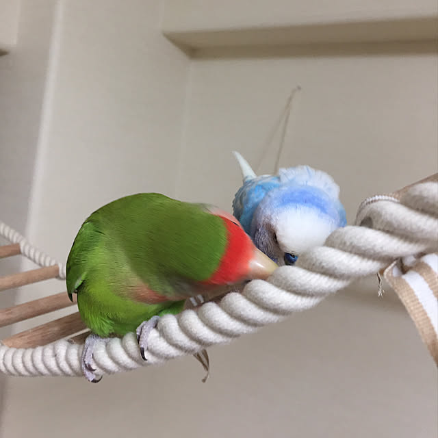 toratanさんの実例写真