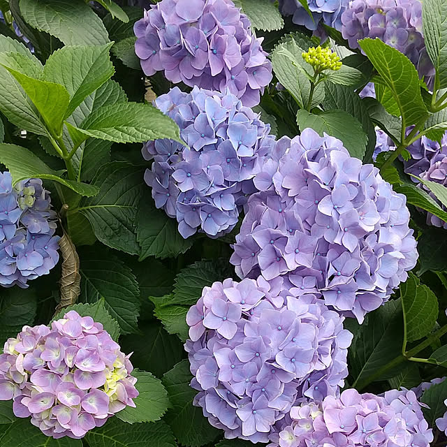 noaさんの実例写真