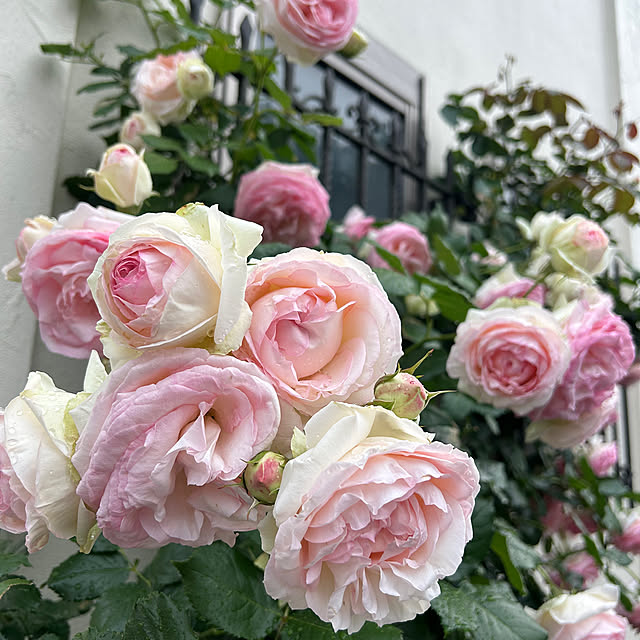 magnoliaさんの実例写真
