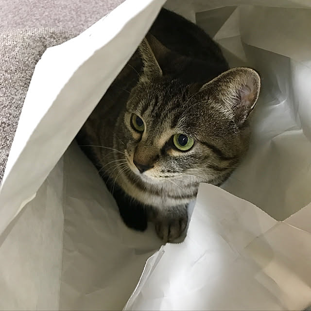 Shinさんの実例写真