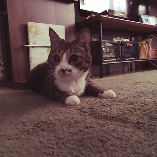 ayapiiiiceさんの実例写真
