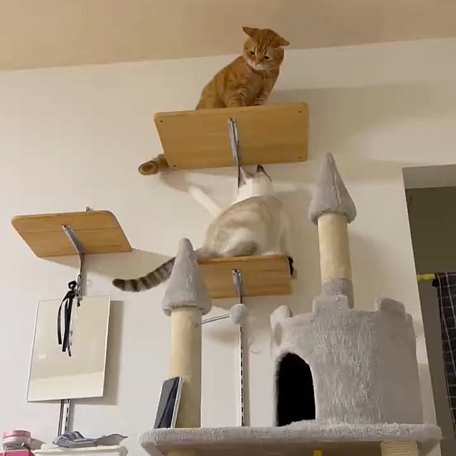 nekoさんの実例写真
