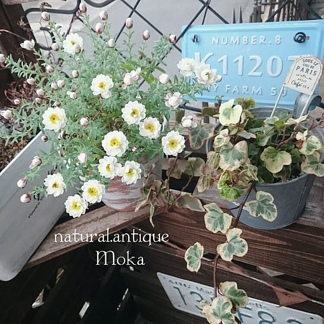 Mokaさんの実例写真