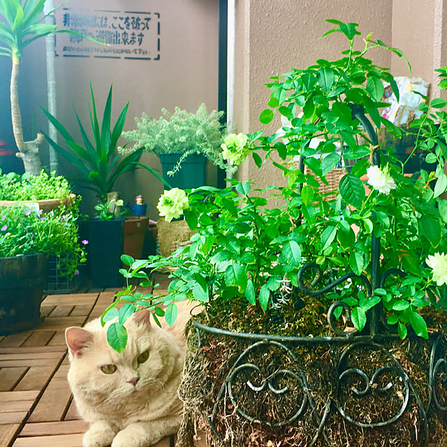 naokoさんの実例写真