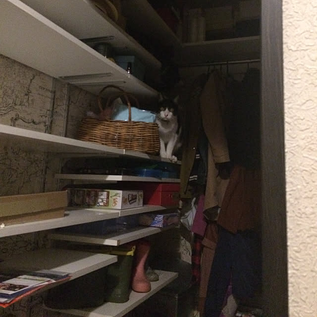 chiisoftさんの実例写真