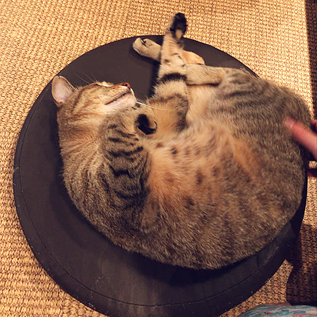 ayacoromochiさんの実例写真