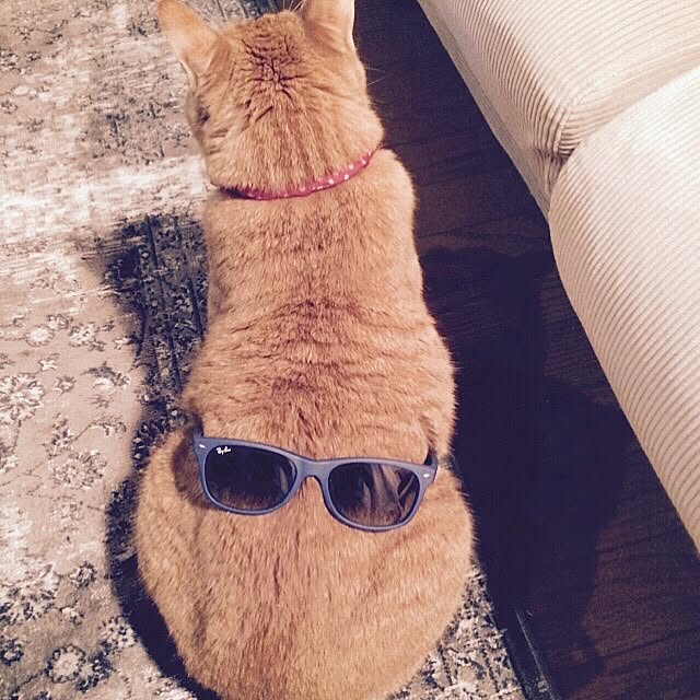 実例写真