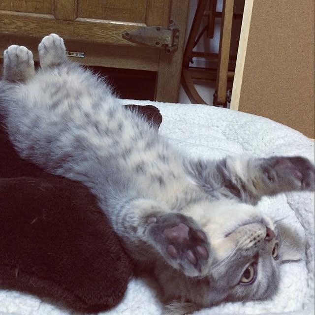 chadoさんの実例写真
