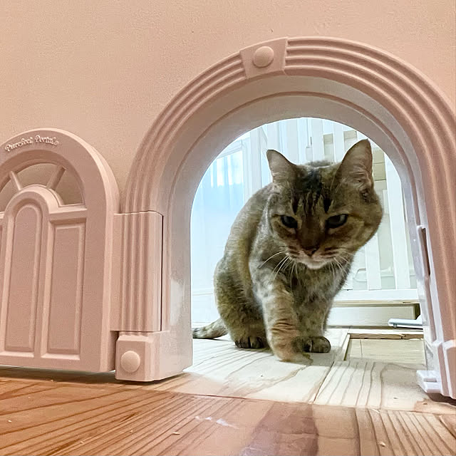 catpapaさんの実例写真