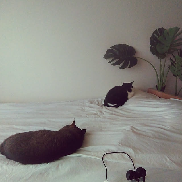 catloveさんの実例写真