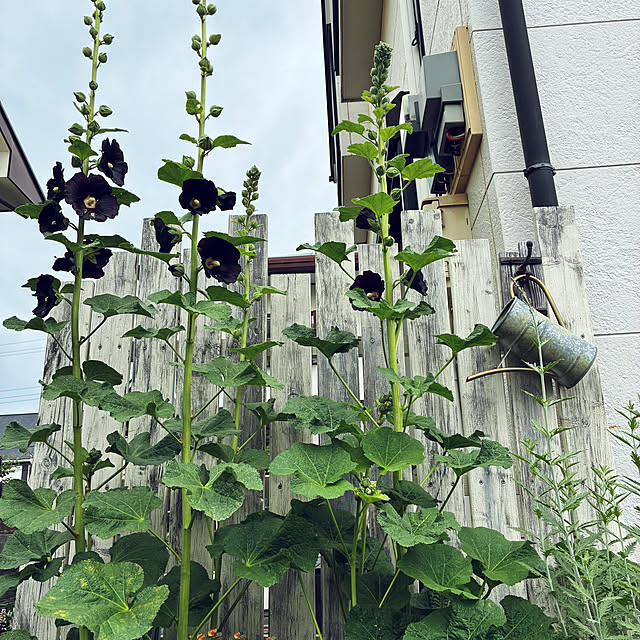 usako66さんの部屋