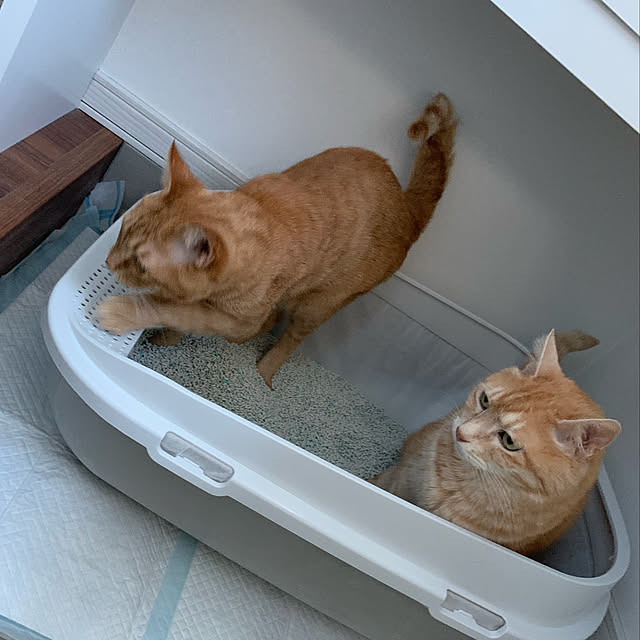 mikeume7さんの実例写真