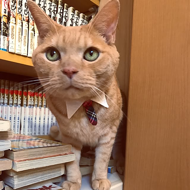 megu_mamaさんの実例写真