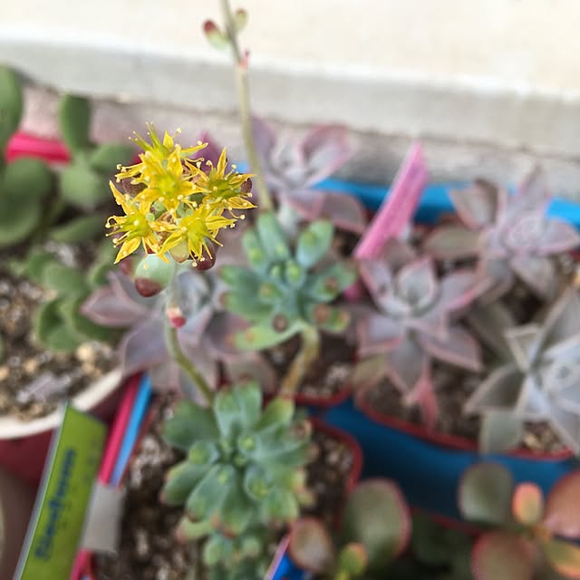 CHIROさんの実例写真