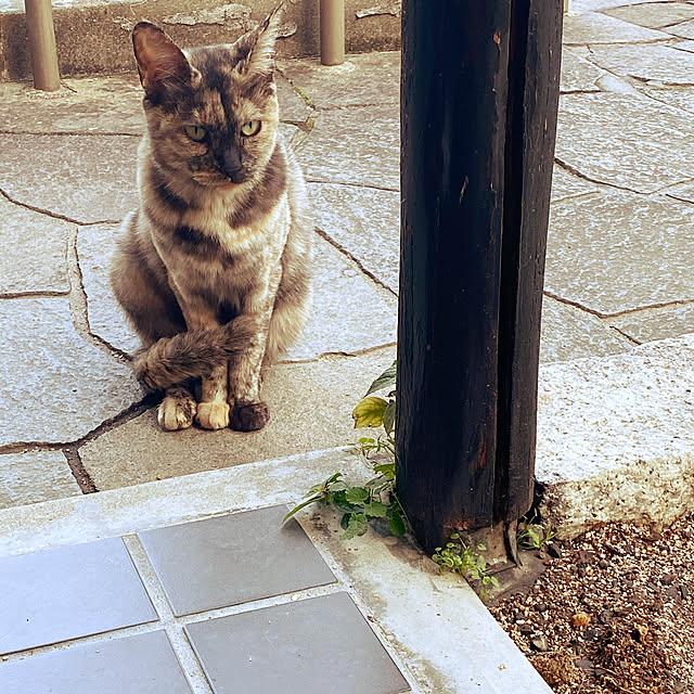 uninekoさんの実例写真