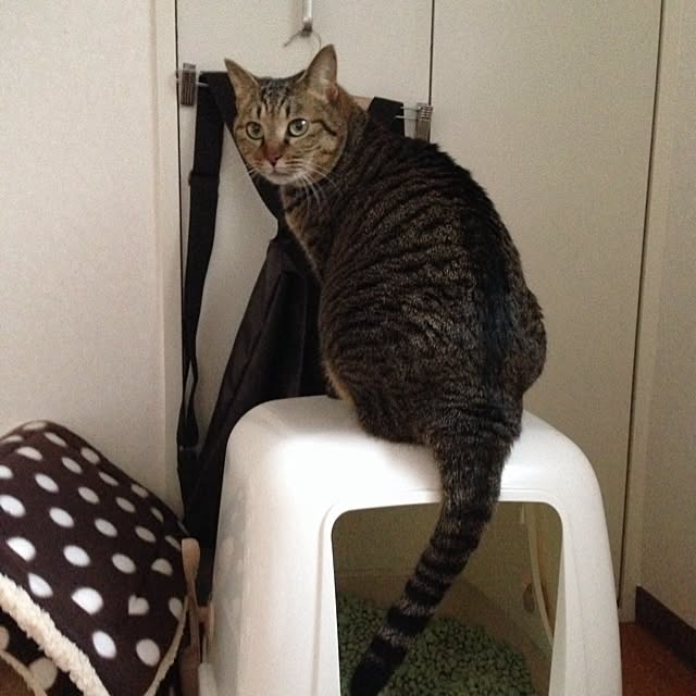 baaaaan331さんの実例写真