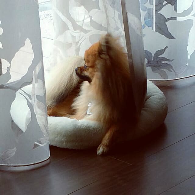 実例写真