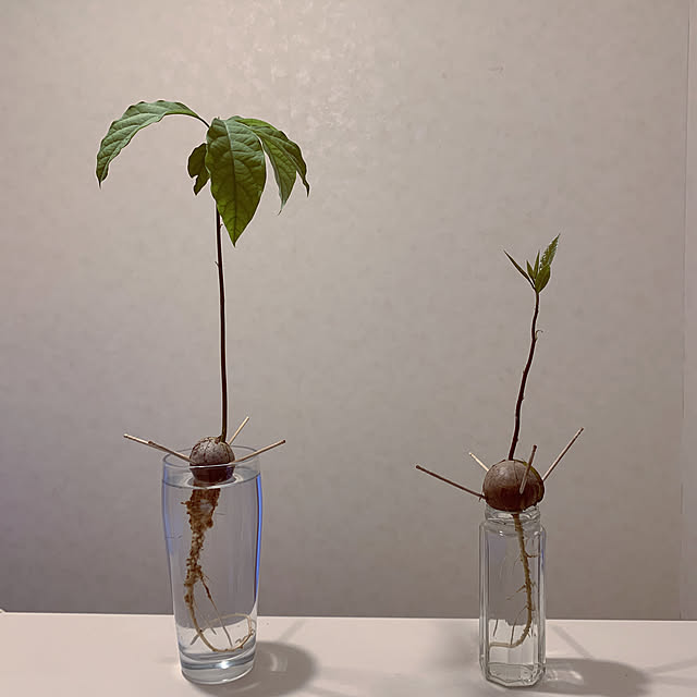 eshinobumさんの実例写真
