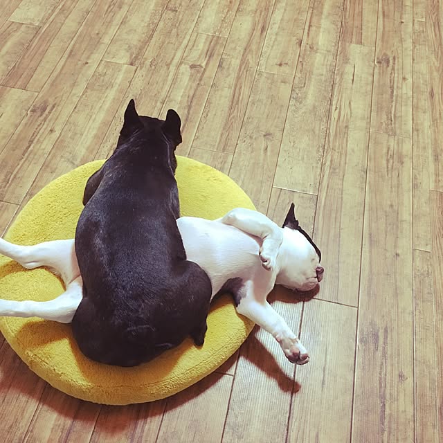 chicoさんの実例写真
