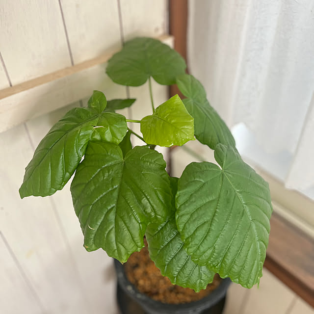 rookuさんの部屋