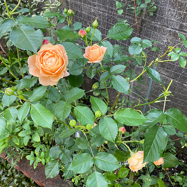 sukkorobiさんの部屋