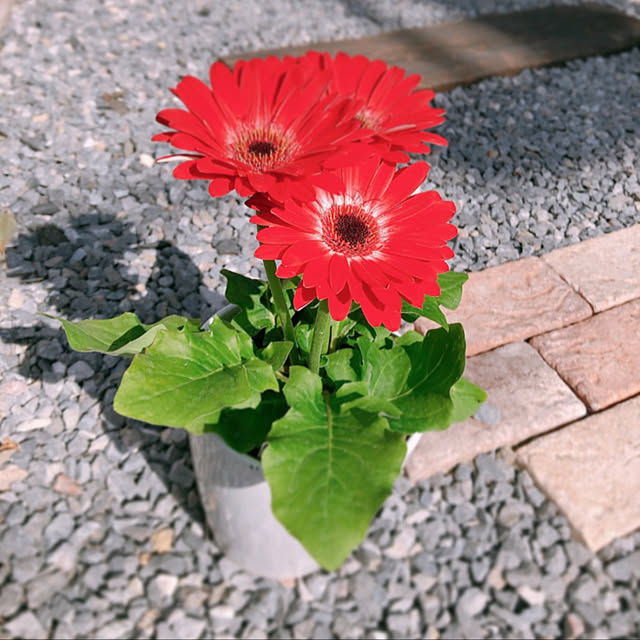 puni-mameさんの実例写真