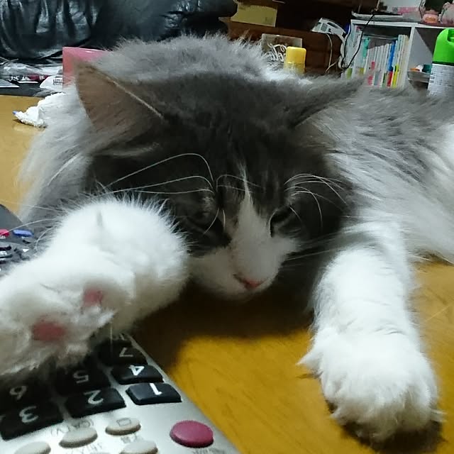shinobuさんの実例写真