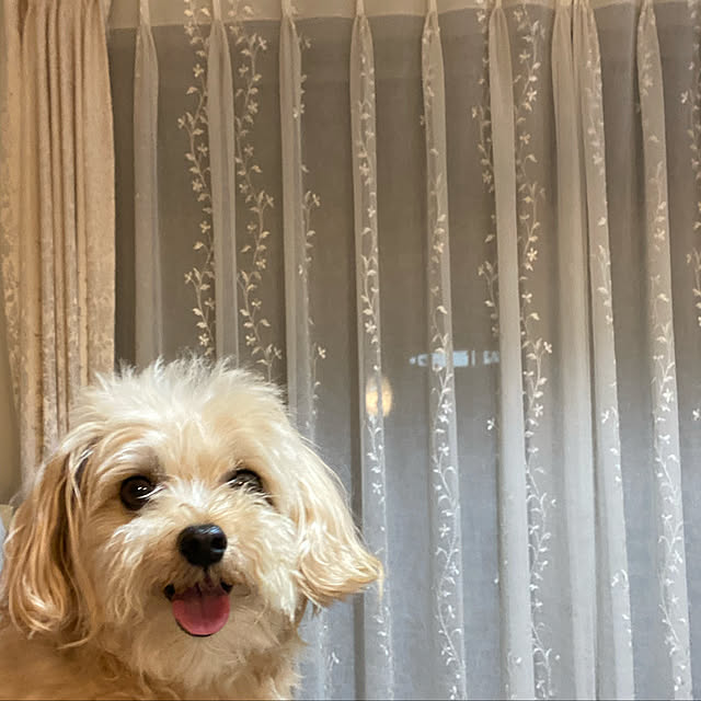 miyumiyuさんの実例写真