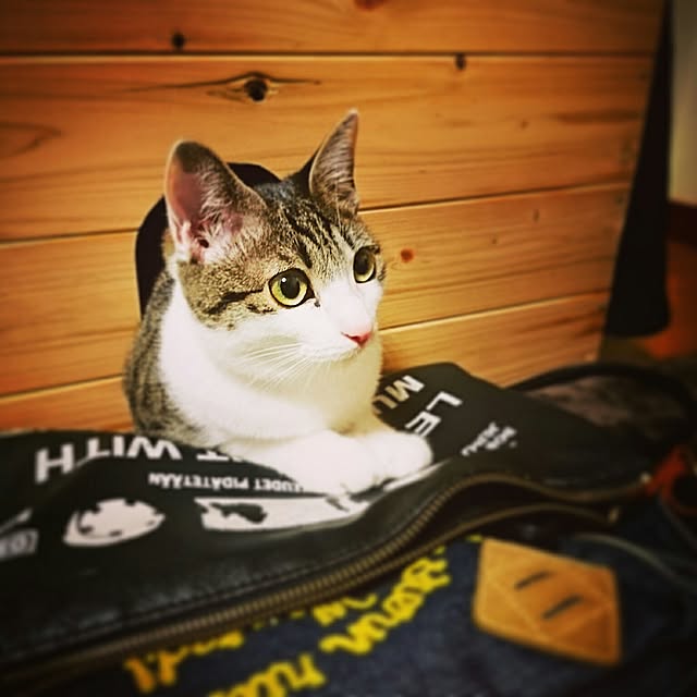 kiraさんの実例写真